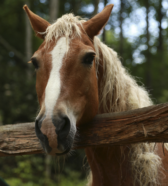 Vows Wedding & Event Venue - Trigger